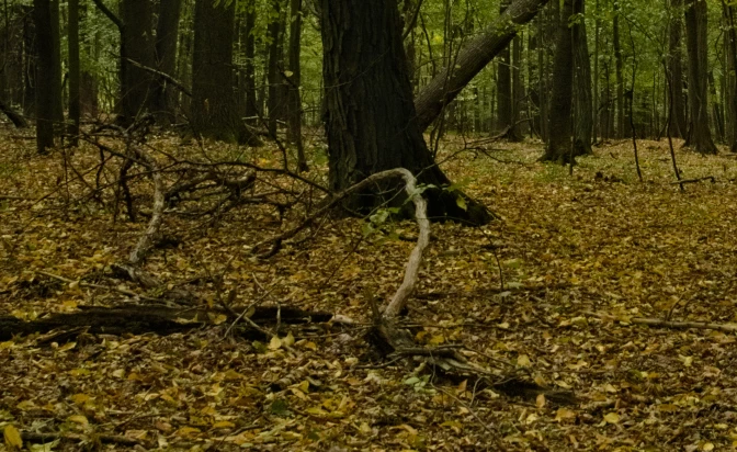 Est galisum totam ad maiores magni?